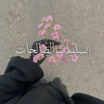 السَّلفِياتُ الصَّالِحَات قناة